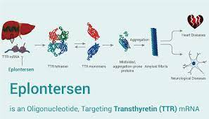 FDA接受Eplontersen用于治疗遗传性甲状腺素介导的淀粉样多发性神经病的新药申请