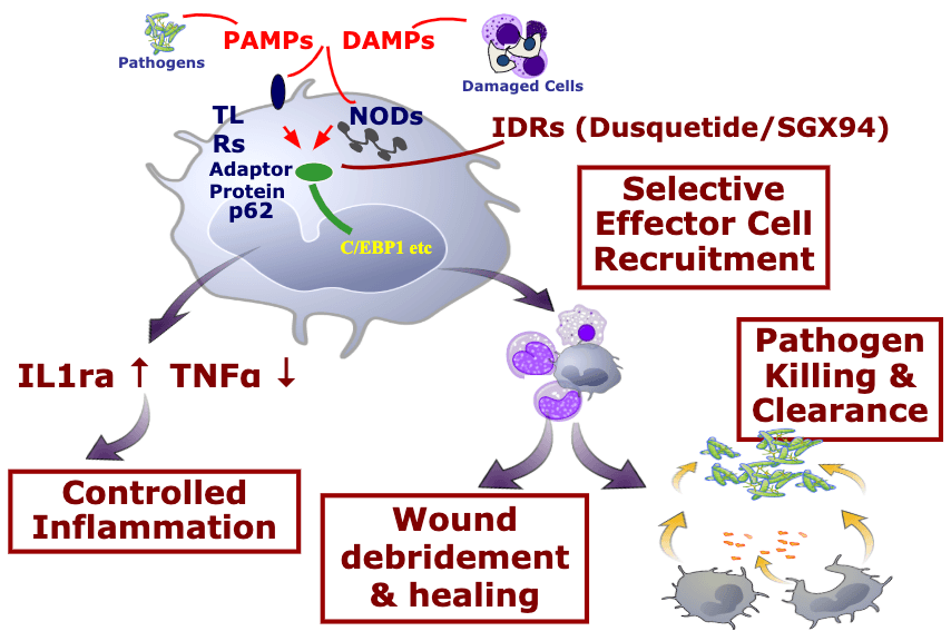 FDA 授予 Dusquetide 用于治疗白塞病口腔病变的快速通道资格