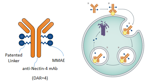 靶向 Nectin-4 ADC 创新药 9MW2821 获美 FDA 孤儿药资格认定