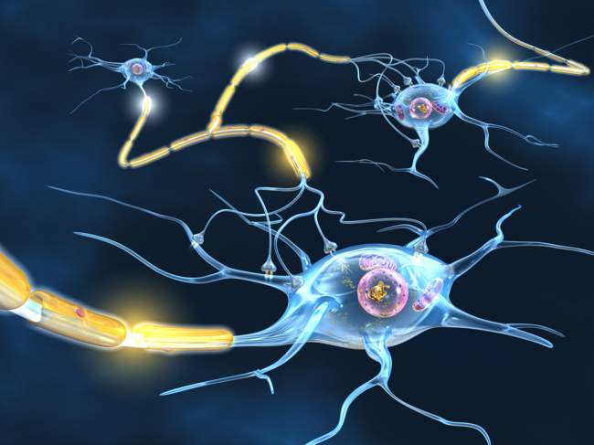 Nerve-cells-myelin.png